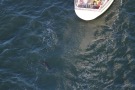 Missing Picture